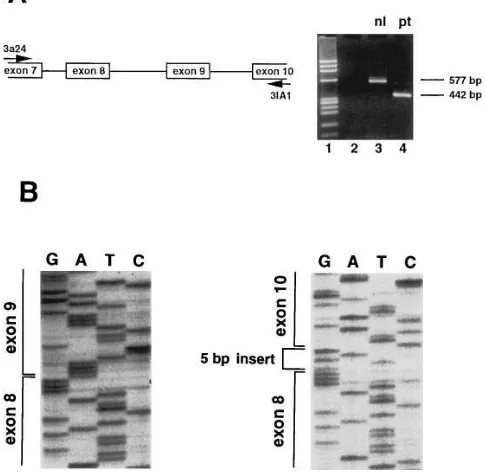 Figure 3. Model for the splicing abnormality in the major GPIIIa transcript. The wild-type G and mutant A at position 20624 are indicated with vertical arrows