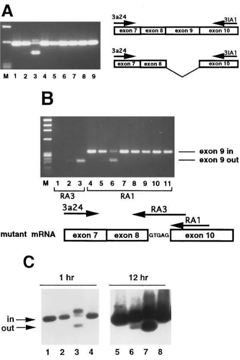 Fig. 5 A
