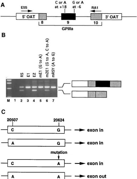 Figure 5. In vitro analysis of transcripts generated from the mutant allele. (A) 2 kb of contiguous GPIIIa gene from exons 8 to 10 from the patient and her mother were engineered in frame into the OAT cDNA in the pcDNAI expression plasmid