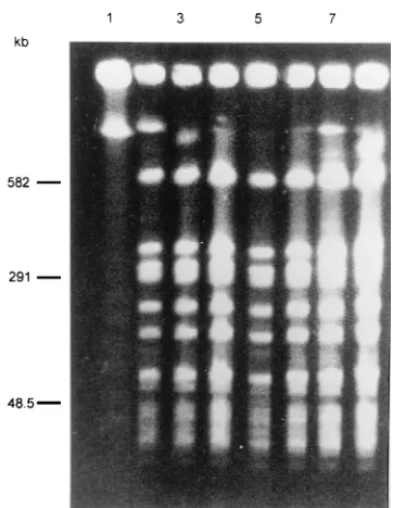FIG. 2. RAPD ﬁngerprints of MRSA isolates produced by primer EP007 (a), primers EP007 �Lanes 1 and 18, bacteriophage lambdalane 12, patient A isolate; lanes 13 to 15, patient isolates 12 to 14, respectively; lanes 16 and 17, patient isolates 16 and 17, res