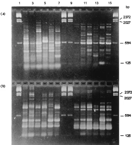 FIG. 5. GelCompar software analysis of epidemiologically related and unre-lated MRSA isolates nontypeable by phage typing