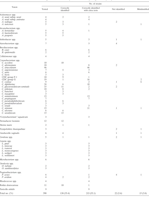 TABLE 2. Results of the testing of 390 strains of coryneform bacteria by using API Coryne system with database 2.0