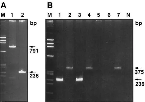 Figure 5. PCR-detection of the Neo gene. DNA was extracted from wild type Th1 clones, IL-10–transduced Th1 cells, and two recipient islet preparations from mouse No