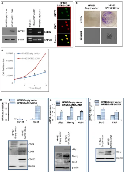 Figure 2: Overexpression of SATB2 in HPNE cells induces cellular transformation and stemness