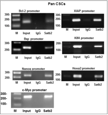 Figure 3: Binding of SATB2 to promoters of Bcl-2, Bsp, Nanog, c-Myc, XIAP, Klf4 and Hoxa2