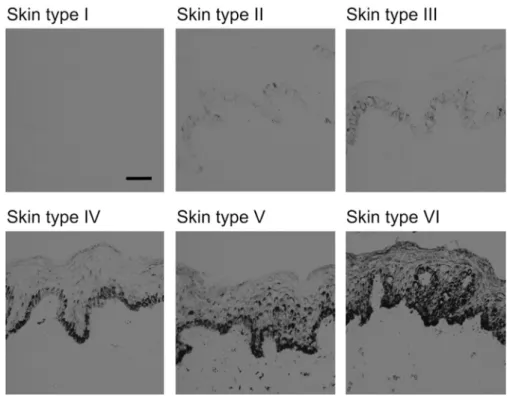 Figure 1. Constitutive melanin level increases with skin type (I eVI), with differing distribution across the epidermis