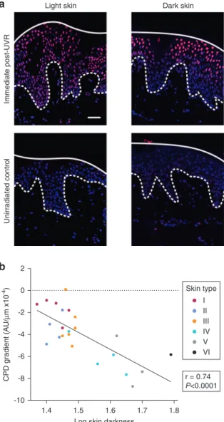 Figure 4. A gradient of CPD formation is seen across the epidermal depth that strongly correlates with skin darkness