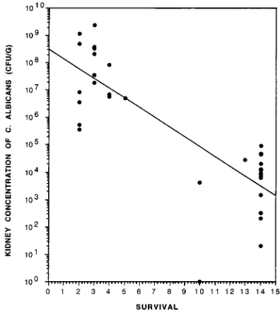 FIG. 3. Lack of correlation between quantitative urine cultures (yrenal concentrations (urinary concentrations ofterminal urinary concentrations ofmum urinary concentrations of axis) andx axis) of C