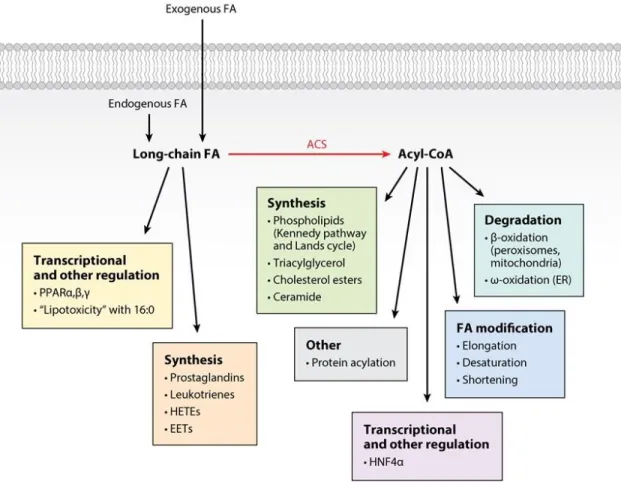 Figure 1.1 Metabolic fates of long-chain fatty acids. Long-chain fatty acids from exogenous or  endogenous sources are activated to acyl-coenzyme As (CoAs) by one of 13 acyl-CoA synthetase  isoforms