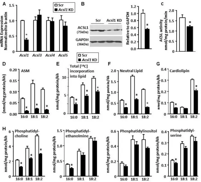 Figure 2.4.  Knockdown of ACSL1 impairs fatty acid oxidation and incorporation into lipids