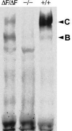 Figure 1. Quantitative analysis of 