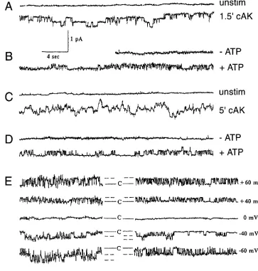 Figure 4. Characterization of nor-ductance channel was observed in both normal and alone both in normal (mal and �F508 CFTR chloride channel activity