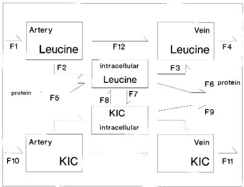 Figure 5. (Appendix). Tracee model of unlabeled leucine and KIC. The dotted arrows indicate rates that cannot be determined with the model here described