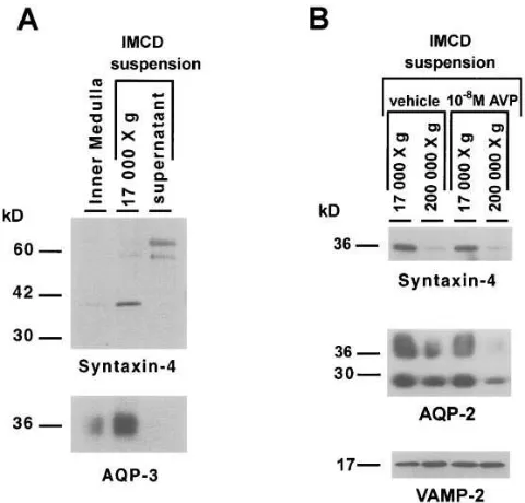 Fig. 2  shows immunoblots prepared from SDS-poly-ner medulla, suggesting that syntaxin-4 is present in the plasmathere was a parallel enrichment of syntaxin-4 and aquaporin-3in the 17,000 acrylamide gels loaded with a homogenate from the whole in-ner medul