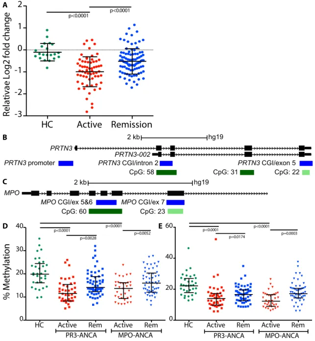 Figure 1.1. Relative DNMT1 expression and DNA methylation at PRTN3 and MPO loci  comparing active to remission states