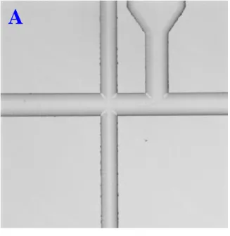 Figure 2.11    Images of a flow through chip, filled with 100% FBS, during operation.  The  start of chip operation is shown in A)
