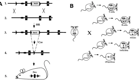 Figure 1. (A) Generation of mice with loxP-flanked target genes (flox). (1) Gene targeting vector containing three loxP sites (filled triangles), two of them flanking the Neomycin resistance (neo) gene