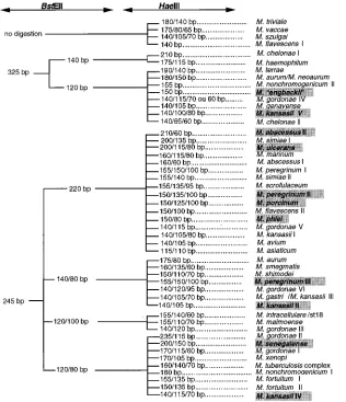 FIG. 1. Algorithm of PRA patterns for 34 mycobacterial species. Shaded species illustrate newer PRA patterns that were not reported in the previous algorithmsof Telenti et al