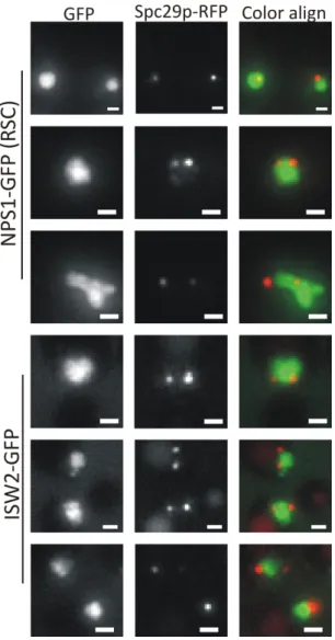 Figure 3.S1 ‐ RSC and ISW2 both localize throughout the budding yeast nucleus.      Representative images of NPS1‐GFP and ISW2‐GFP in relation to spindle pole bodies (SPC29‐RFP).   No obvious consistent region of enrichment is observed for either chromatin