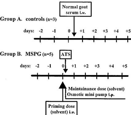Figure 1. Flow diagram of the experiments examining effects of PDE-III (lixazinone, LX) and PDE-IV (rolipram, RP) inhibitors, on rats with MSGN elicited by injection of ATS