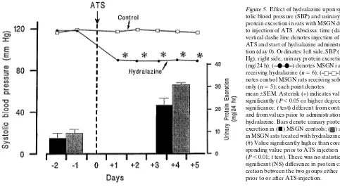 Table II. Immunohistory in Hydralazine-treated Rats