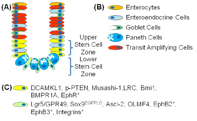 Figure 1: Intestinal cell lineages and intestinal stem cell (IESC) markers. (A)  Diagram of an intestinal crypt showing the position of the Upper Stem Cell Zone (USZ)  in yellow and Lower Stem Cell Zone (LSZ) in light green