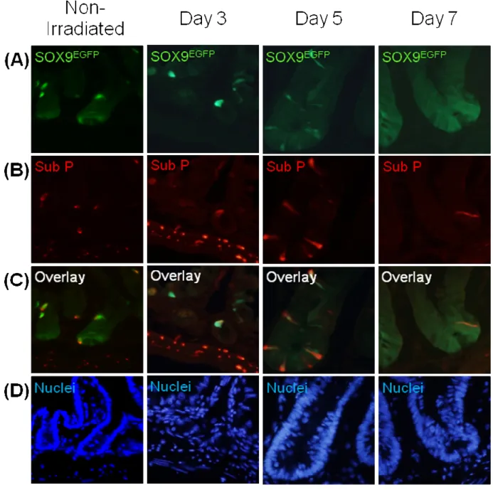 Figure 16: Sox9 EGFPHI  cells colocalize with most Substance P expressing cells  after irradiation