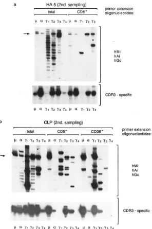 Figure 6. Detection of isotype-switched CLL tran-primers (scripts in CD5� B cells from patient HA5 (a) and CD5� and CD38� B cells from patient CLP (b)