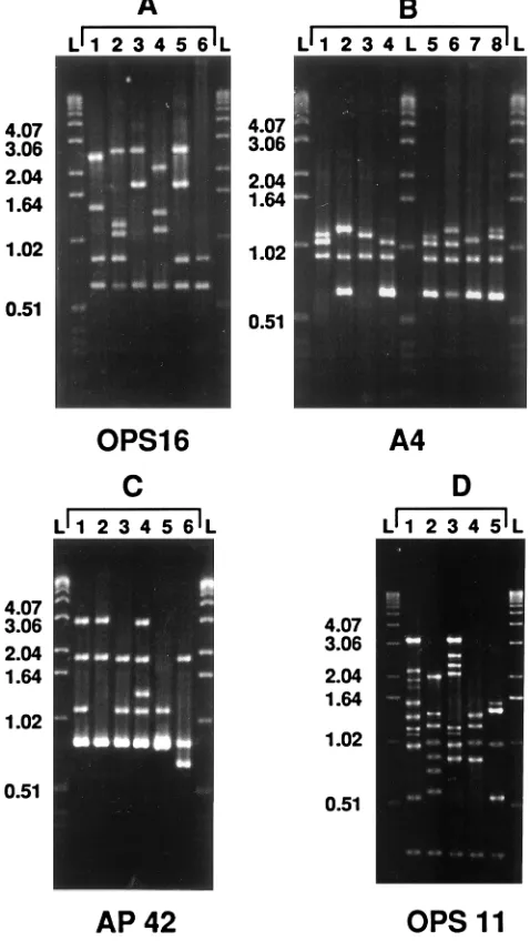 FIG. 2. Illustration of the RAPD patterns most frequently generated withprimers OPS16 (A1 to A6), A4 (B1 to B8), AP42 (C1 to C6), and OPS11 (D1 to