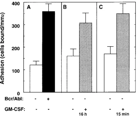 Figure 1. Expression of p210 Bcr/Abl on he-matopoietic cell lines. Lysates from untrans-fected (lanes a, c, and e) and Bcr/Abl-trans-fected (lanes b, d, and f) MO7e, 32D, and BaF/3 cells were fractionated on a 7.5% SDS-polyacrylamide gel and immunoblotted 
