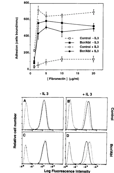 Figure 4. Effects of p210 Bcr/Abl and IL-3 on 32D cell adhesion to fi-tured for 16 h either in absence (bronectin and integrin expression