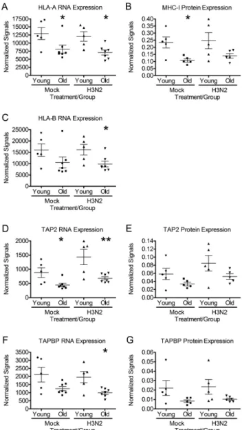 Figure  3.  hNECs from older subjects express significantly less MHC-I and  antigen-processing mRNA and protein