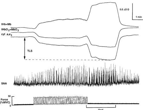 Figure 1. Segments of an original record showing simultaneous recordings of near infrared optical signals from forearm muscle (age neurogram of muscle-sympathetic nerve activity (of rhythmic handgrip at 45% MVC, 2 min of post-exercise forearm vascular occl