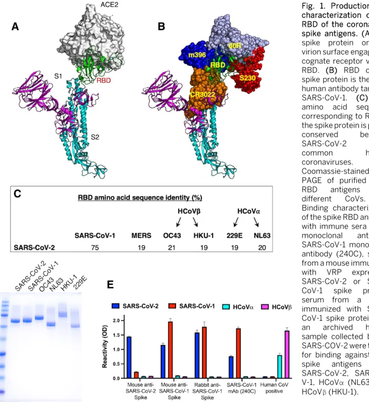 Fig. 1. Production and  characterization of the  RBD of the coronavirus  spike antigens