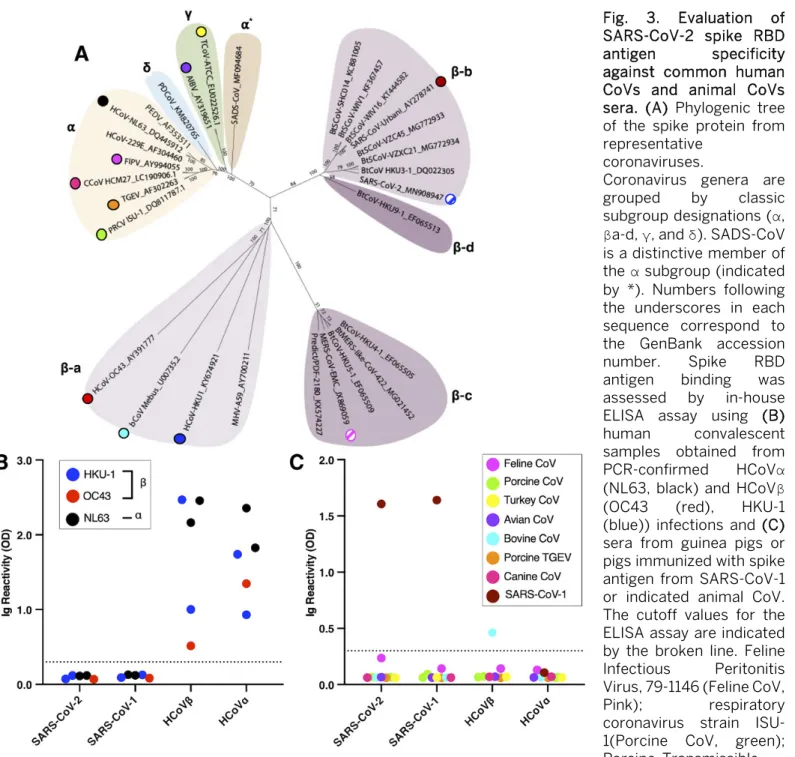 Fig.  3.  Evaluation of  SARS-CoV-2 spike RBD  antigen specificity  against common human  CoVs and animal CoVs  sera