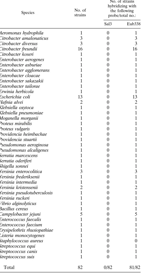 TABLE 3. Members of the family Enterobacteriaceae and selectedgram-positive strains tested by whole-cell hybridization withﬂuorescence-labelled oligonucleotide