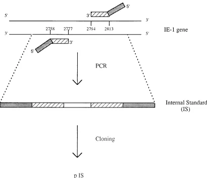 FIG. 1. Illustration of pIS construction. The primers were used to amplify the 96-bp IS