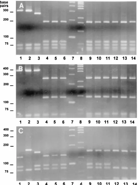 FIG. 4. RFLP band patterns from Xhodesignations are the same as those for panel A. (C)ATCC 49872, ATCC 49873, and N 1435, respectively