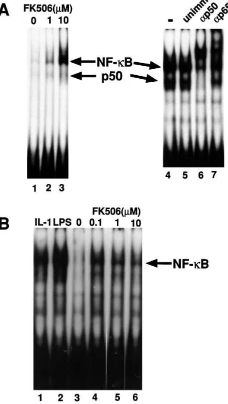 Figure 1. FK506 activates NF-mouse mesangial cells (�B in nonlymphoid cells. L-TK (A) or B) were treated for 30 min with IL-1 (21 ng/ml), LPS (10 �g/ml) or various concentrations of FK506 as indicated, and nuclear extracts were prepared and analyzed on EMS