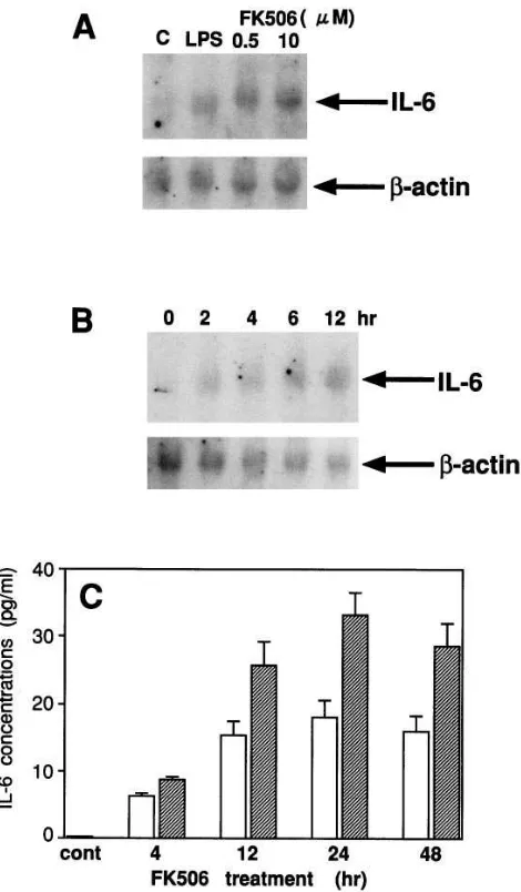 Figure 3. FK506 induces IL-6 gene expression and IL-6 production in mesangial cells in vitro