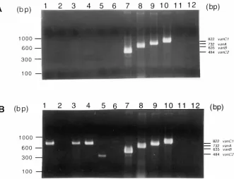 FIG. 2. Comparison of PCR results after puriﬁcation of DNA by a single or two consecutive nucleic acid puriﬁcation procedures