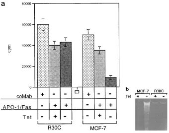 Figure 5. Induction of apoptosis in bax (expressing R30C and MCF-7 clones after APO-1/Fas triggering