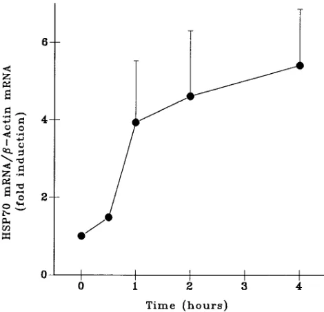 Figure 2. Effect of �1 adrenergic antagonists on norepinephrine-induced hsp70 mRNA in rat aorta