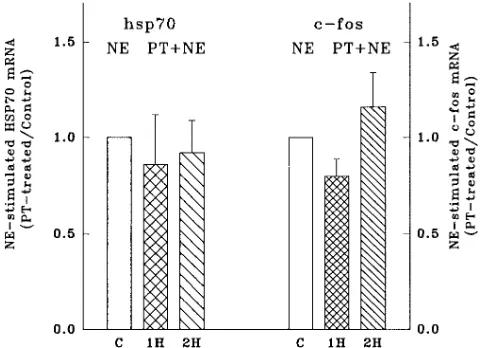 Table I. Effect of Extracellular Calcium on Induction of hsp70, c-fos, and c-myc mRNA by �1 Adrenergic Agonists