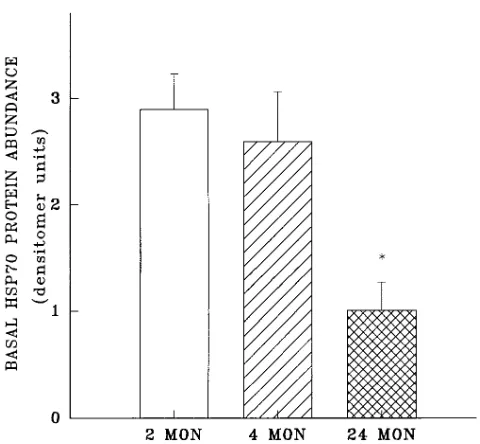 Figure 9. Western analysis of hsp70 protein expression in aorta. Aor-alyzed by one way ANOVA and subsequently by multiple compari-son of means (Student-Newman-Keuls method)