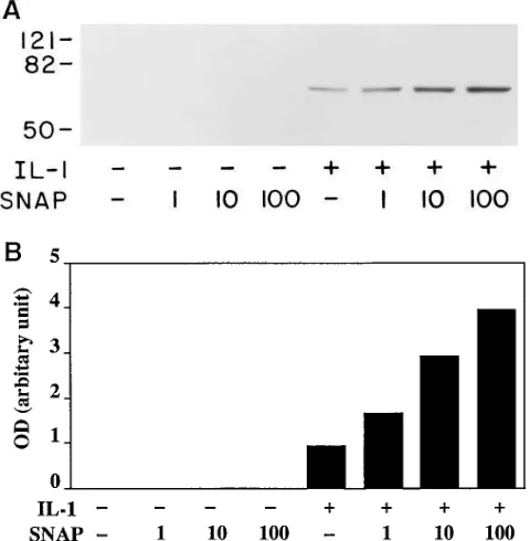 Figure 3. Effect of SNAP on COX-2 protein. (The protein samples were subjected to Western blot analysis