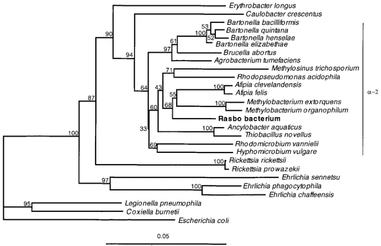 FIG. 1. Evolutionary distance tree of representatives of the alpha subclass of the Proteobacteriaas an outgroup