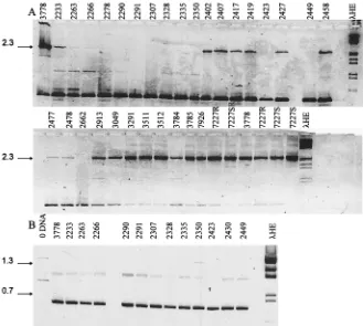 FIG. 6. RAPD ﬁngerprinting of T. glabrataindicated isolates were ampliﬁed with primer CX5 as described in the legend toFig