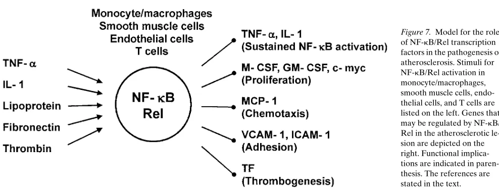 Figure 7. Model for the role 