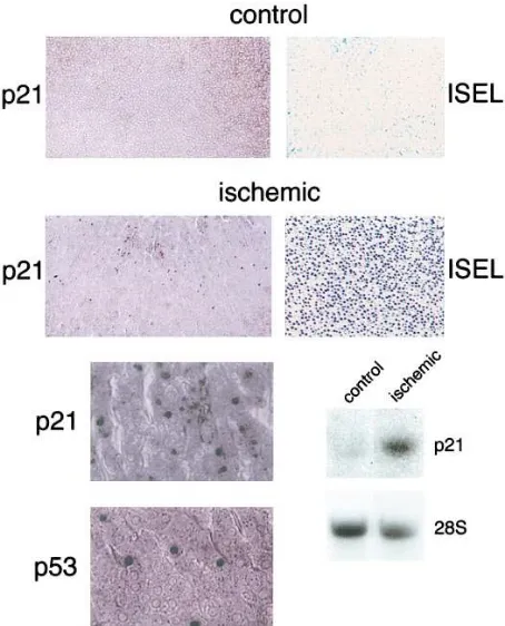 Figure 9. Expression of p21 in bovine adrenocortical tissue in vitro. Fragments of bovine adrenocortical tis-sue were fixed immedi-ately after death of the ani-mal (a) or were fixed after overnight incubation in cul-ture medium as described in the text (b)